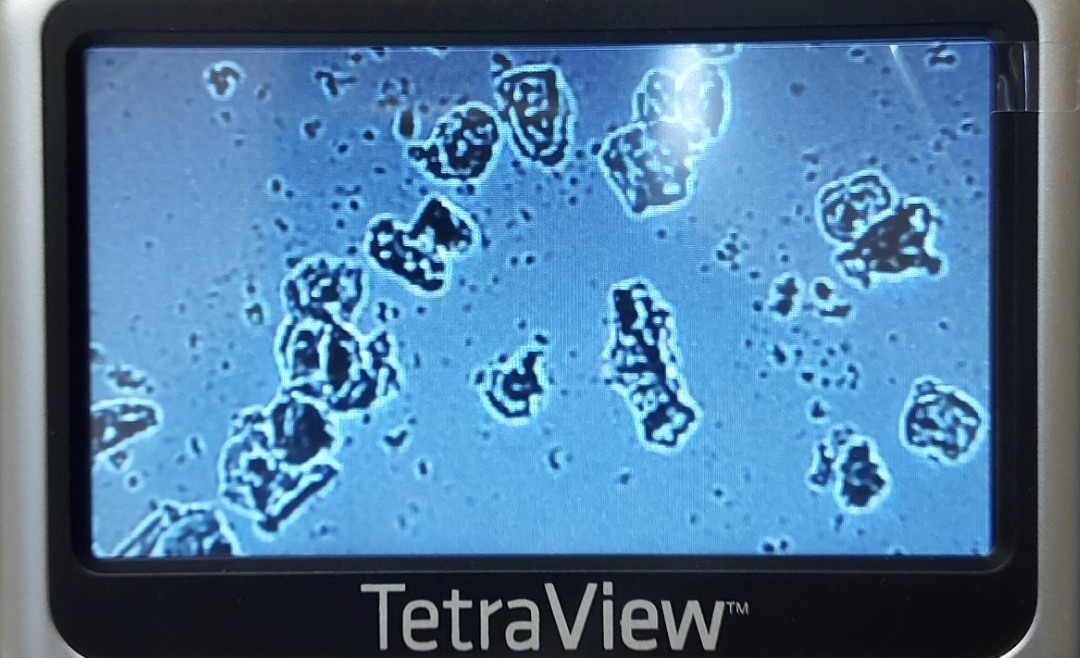 Cytology Ovulation Testing