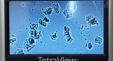 Cytology Ovulation Testing