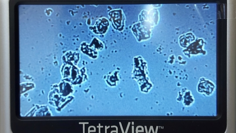 Cytology Ovulation Testing